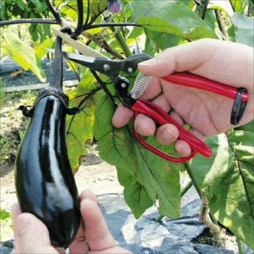 アウトレット300LL-G-BP